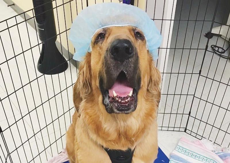 Carousel Slide 2: dog preventive care Flower Mound