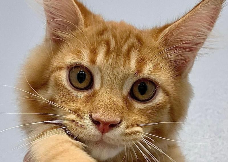 Carousel Slide 6: cat hospital Flower Mound